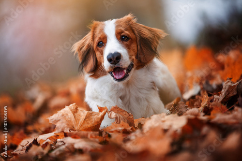 Potrait of a Kooikerhondje in the nature. Dog standing close to a lake in the sunset