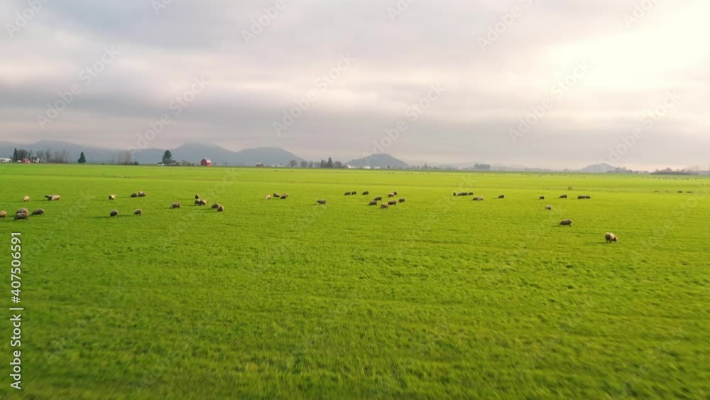 Aerial view of sheep grazing in a field of green grass Aerial view of sheep grazing in a field of green grass