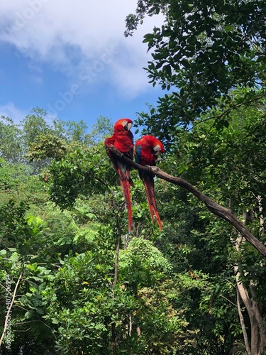 Loro parlanchín photo