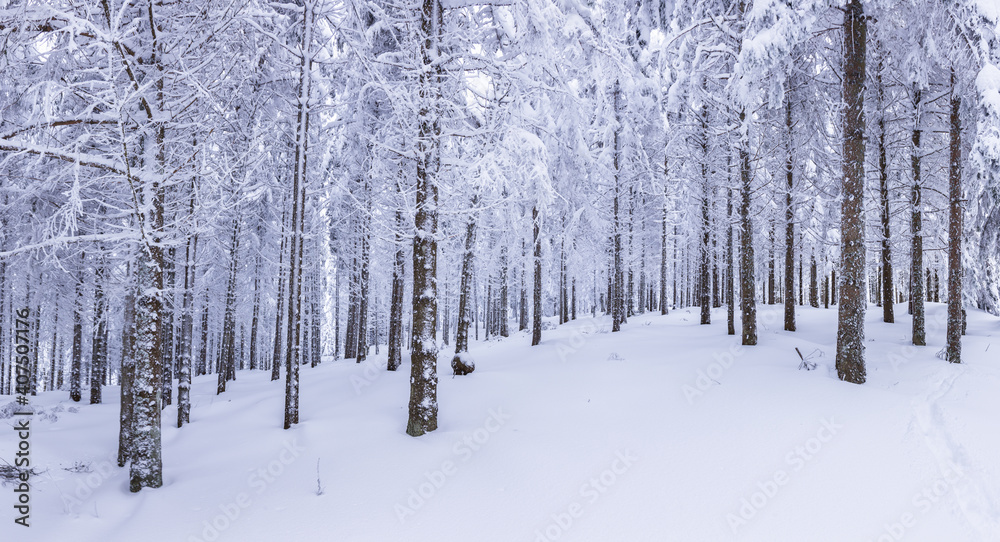 Winter landscape with forests and deep snow Winter landscape with forests and deep snow