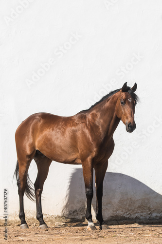 Beautiful brown gelding thoroughbred standing on the sand in freedom © Azahara