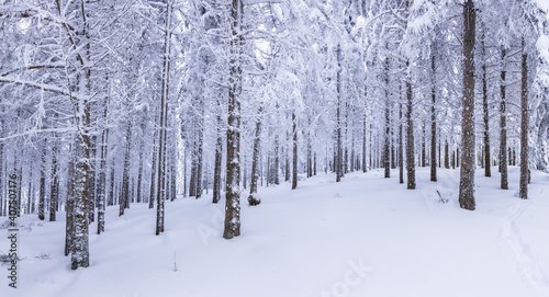 Winter landscape with forests and deep snow