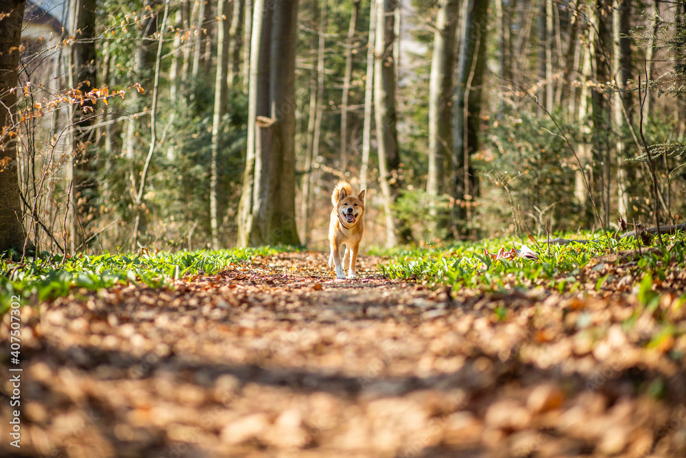 Obraz premium Portrait of an red Shiba inu in the nature. Dog running and jumping in the forest