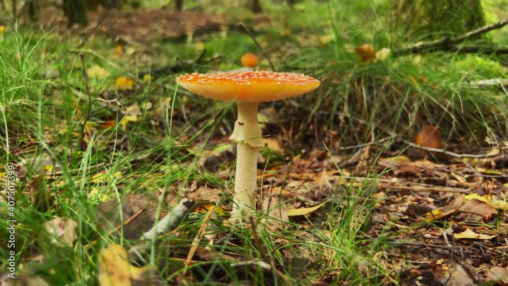 Red mushroom at the forest at fall. Slider left to right Red mushroom at the forest at fall. Slider left to right