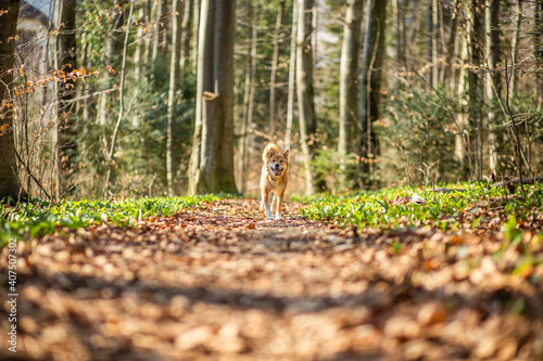 Portrait of an red Shiba inu in the nature. Dog running and jumping in the forest