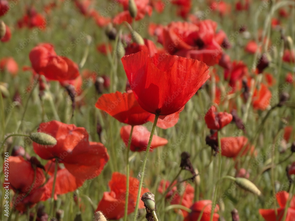 Obraz premium la bellissima fioritura dei papaveri nella campagna toscana