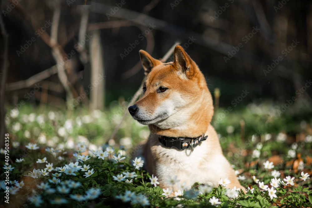 Portrait of an red Shiba inu standing between trees. Dog in a flower field