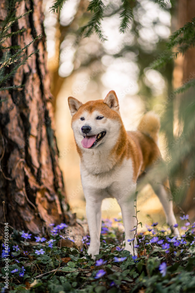 Portrait of an red Shiba inu standing between trees. Dog in a flower field  Stock Photo | Adobe Stock