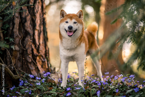 Portrait of an red Shiba inu standing between trees. Dog in a flower field