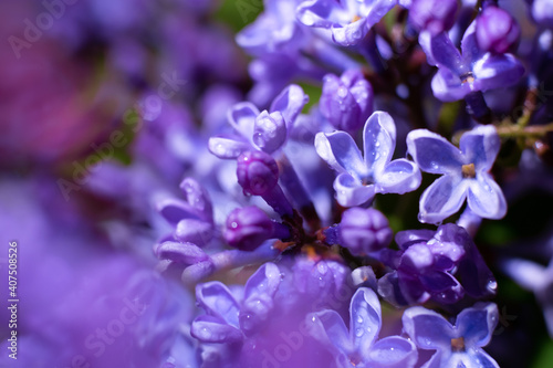 Soft focus lens photo of violet lilac small flowers.Purple background