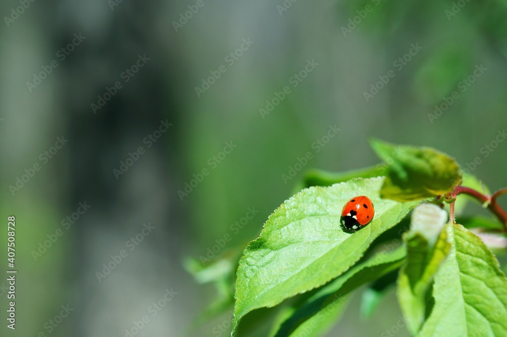 ladybug on leaf