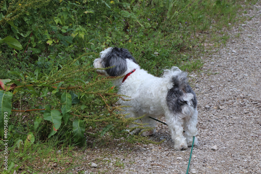 Fototapeta premium little dog is looking into the nature