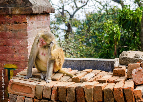 Photography Rhesus macaque (Macaca) monkey sitting on a pile of bricks and scratching his he