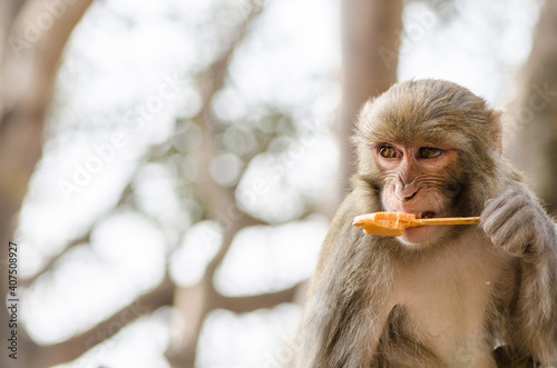 Photography Portrait of an adult Rhesus macaque (Macaca) monkey eating ice cream with a stic