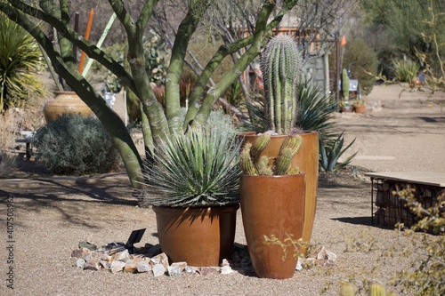 Potted cacti and succulents with palo verde tree in Arizona park.