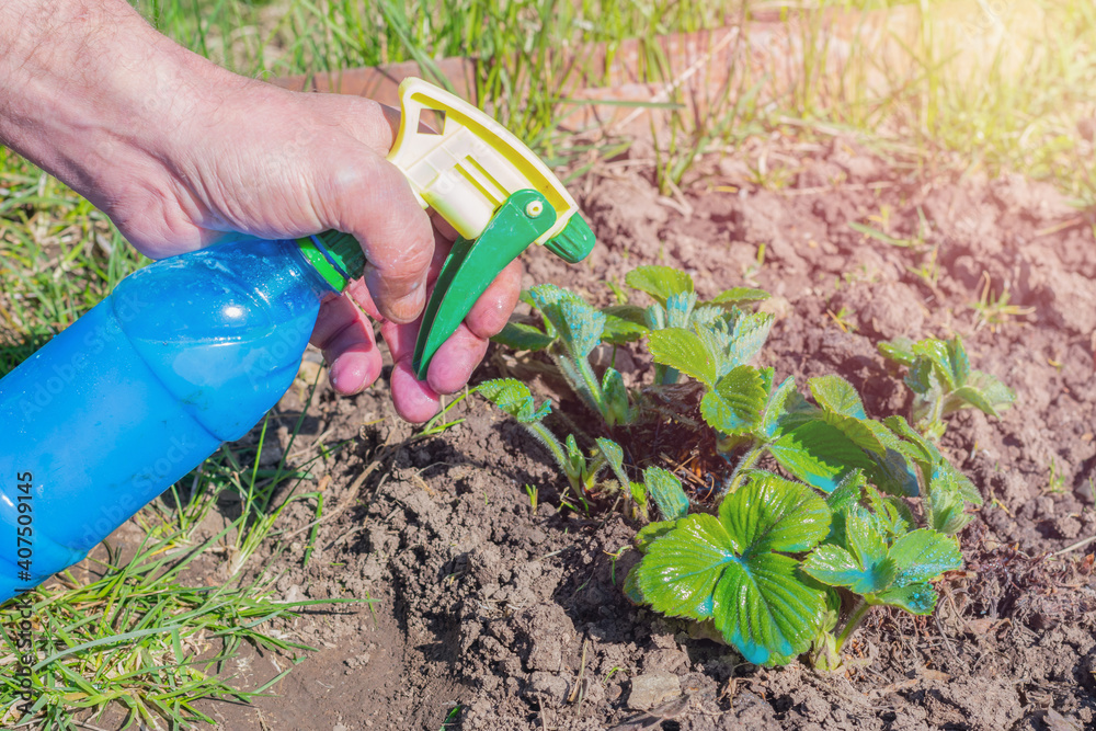 Spring work in fruit farm. Gardener is spraying strawberry leaves by Bordeaux mixture from bottle.Prevention infestations of downy mildew Spring work in fruit farm. Gardener is spraying strawberry leaves by Bordeaux mixture from bottle.Prevention infestations of downy mildew