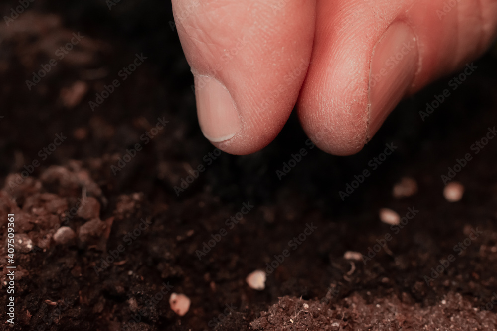 Farmer is putting tomato seeds into soil for growing. Macro photography of farmers fingers preparing to sow seeds in ground. Farmer is putting tomato seeds into soil for growing. Macro photography of farmers fingers preparing to sow seeds in ground.