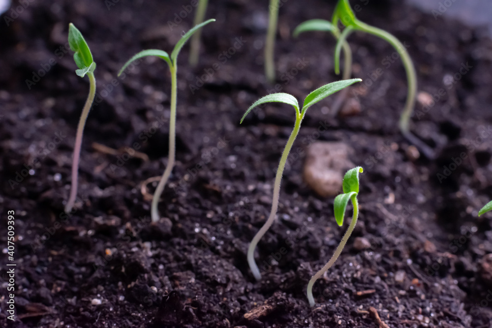 Young green tiny tomato seedlings with two leaves are growing on the ground, increasing harvest in sprinf time Young green tiny tomato seedlings with two leaves are growing on the ground, increasing harvest in sprinf time