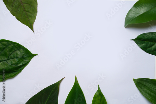 Creative layout made of piles of tropical leaves. Green tropical leaves on pastel background  Summer concept. Flat lay top view with copy space for your text. Fresh leaf detail wallpaper for template.