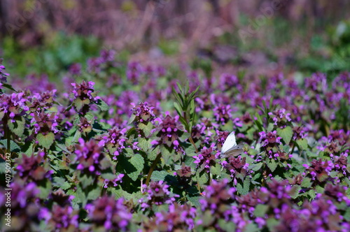 White butterfly on a purple flower.