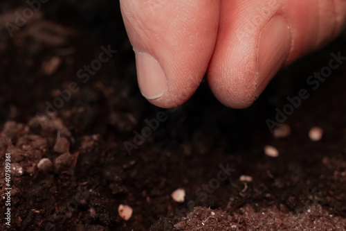 Farmer is putting tomato seeds into soil for growing. Macro photography of farmers fingers preparing to sow seeds in ground.