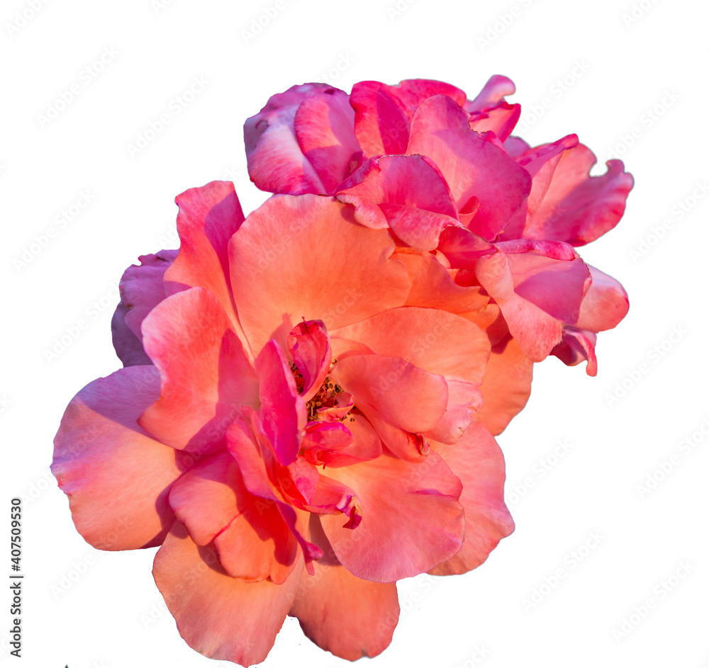 Blooming soft pink rosebuds isolated on a white background. Blooming soft pink rosebuds isolated on a white background.