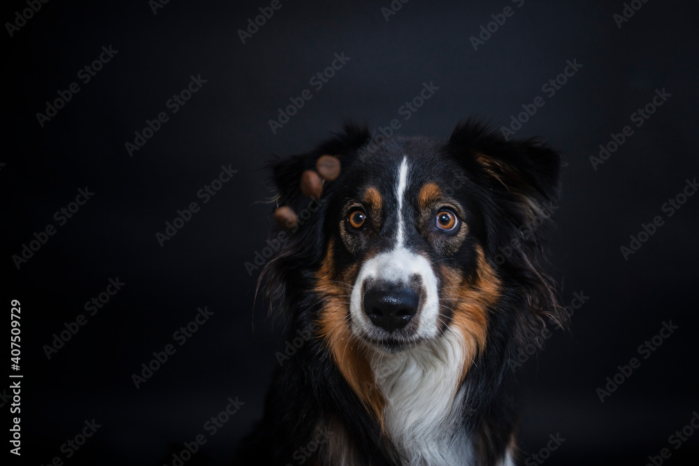 Portrait von einem Australien Shepherd im Fotostudio. Hund versucht essen zu fangen. Border Collie macht witziges gesicht beim schnappen nach einem Treat Portrait von einem Australien Shepherd im Fotostudio. Hund versucht essen zu fangen. Border Collie macht witziges gesicht beim schnappen nach einem Treat