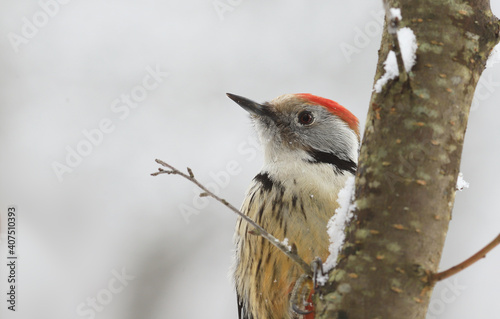 Woodpecker behind a snow-covered tree trunk