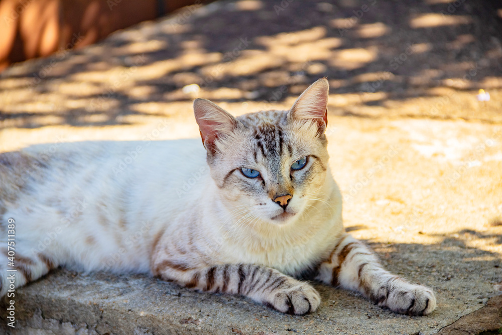 Gato de cor clara, algumas listras e olhos azuis deitado sobre um túmulo. Gato abandonado em cemitério na cidade de Goiânia. Gato de cor clara, algumas listras e olhos azuis deitado sobre um túmulo. Gato abandonado em cemitério na cidade de Goiânia.