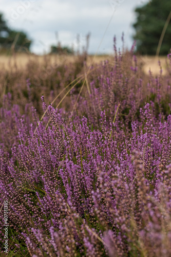 Heide in der Lüneburger Heide