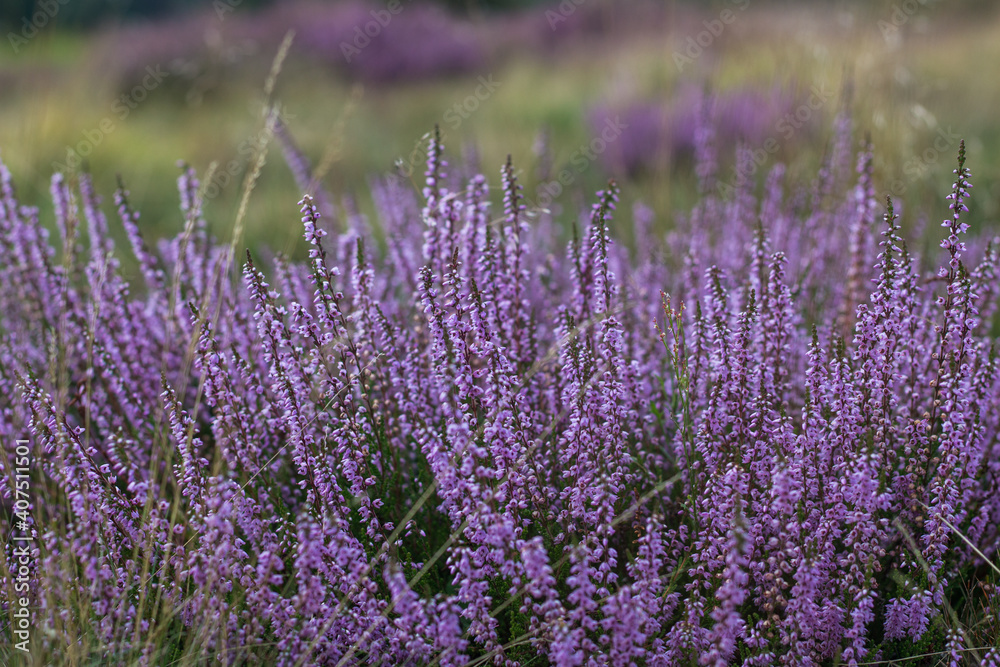 Fototapeta premium Heide in der Lüneburger Heide