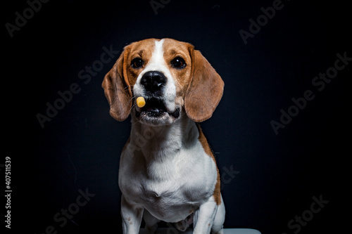Beagle try to catch treats in the studio. Dog make funny face while catching food. Dog with black background in the studio and lighted with flashligt