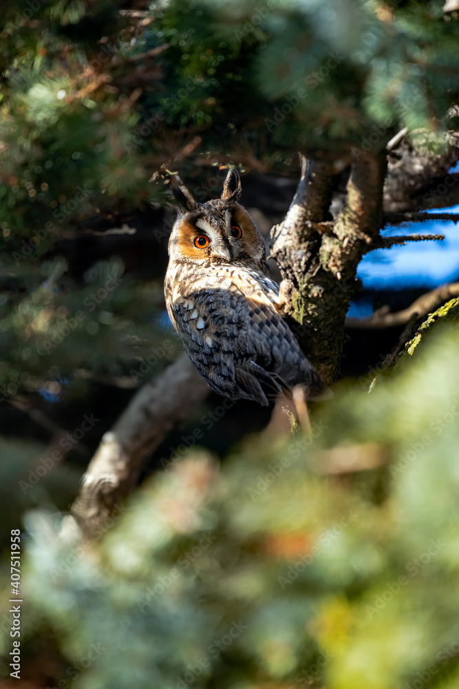 Portrait of an eared owl on a branch in the forest