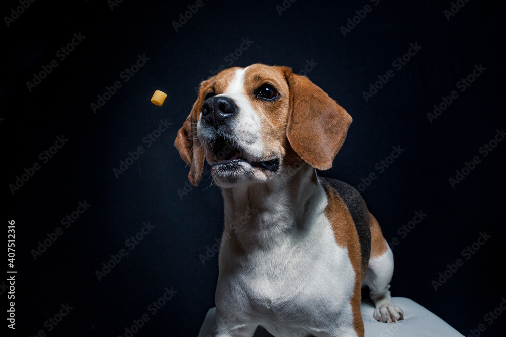 Beagle try to catch treats in the studio. Dog make funny face while catching food. Dog with black background in the studio and lighted with flashligt
