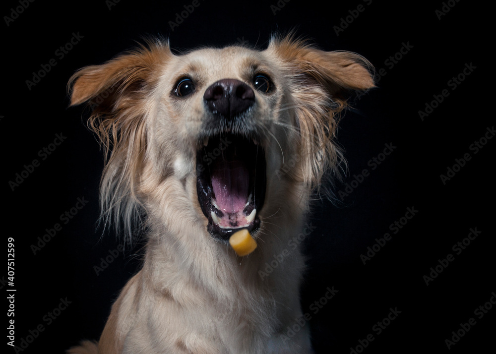 Obraz premium Rescue Dog try to catch treats in the studio. Half Breed Dog make funny Face while catching food. Mixed breed Dog Portrait in studio with black background and flashlight