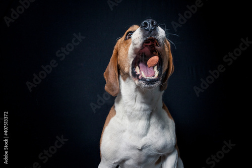 Beagle try to catch treats in the studio. Dog make funny face while catching food. Dog with black background in the studio and lighted with flashlight