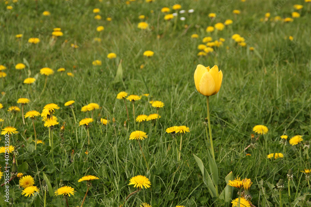 yellow tulip growing among the field of blooming dandelions yellow tulip growing among the field of blooming dandelions