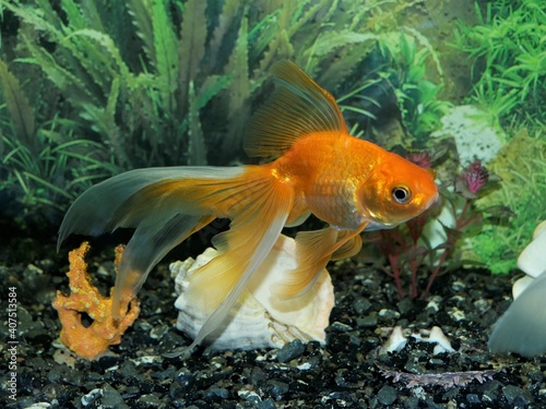 Goldfish swims in the aquarium..