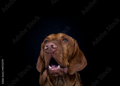 Magyar Vizsla f  ngt Leckerli im Studio.