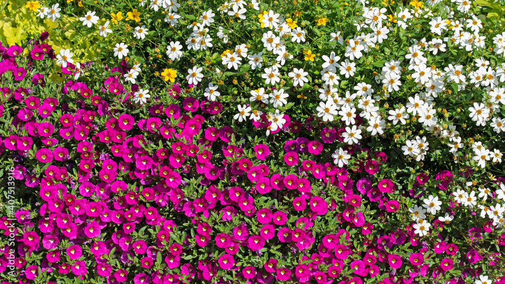 Fototapeta premium Blühende Petunien, Petunia und Zweizahn, Bidens