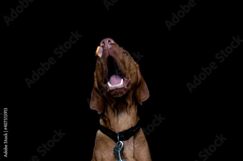 Magyar Vizsla fängt Leckerli im Studio.