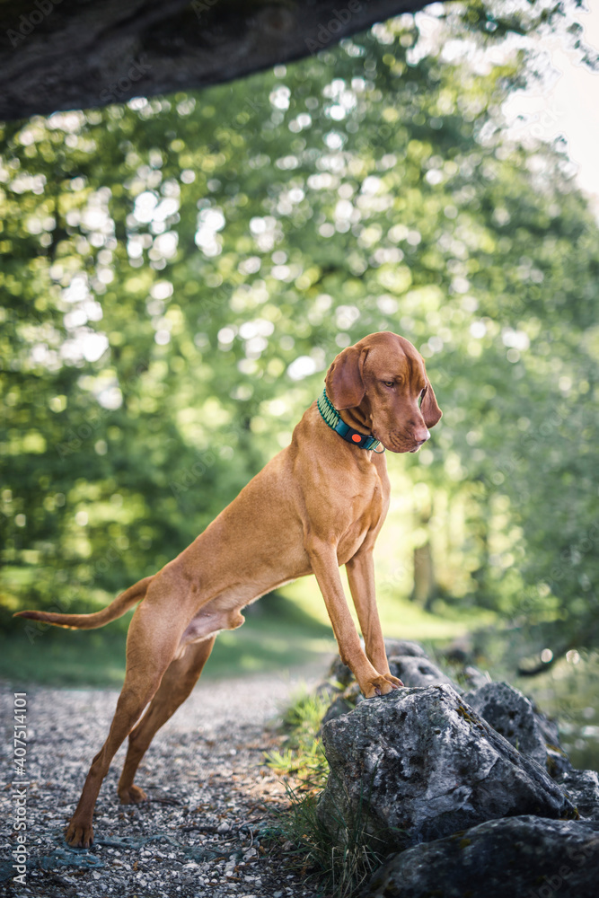 Magyar Vizsla steht auf einem Stein neben dem Wasser. Magyar Vizsla steht auf einem Stein neben dem Wasser.