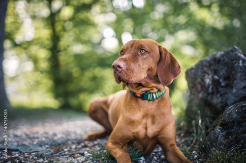 Konstfotografi Magyar Vizsla liegt im Park neben einem Stein.