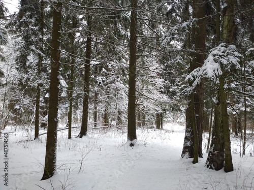 forest in winter