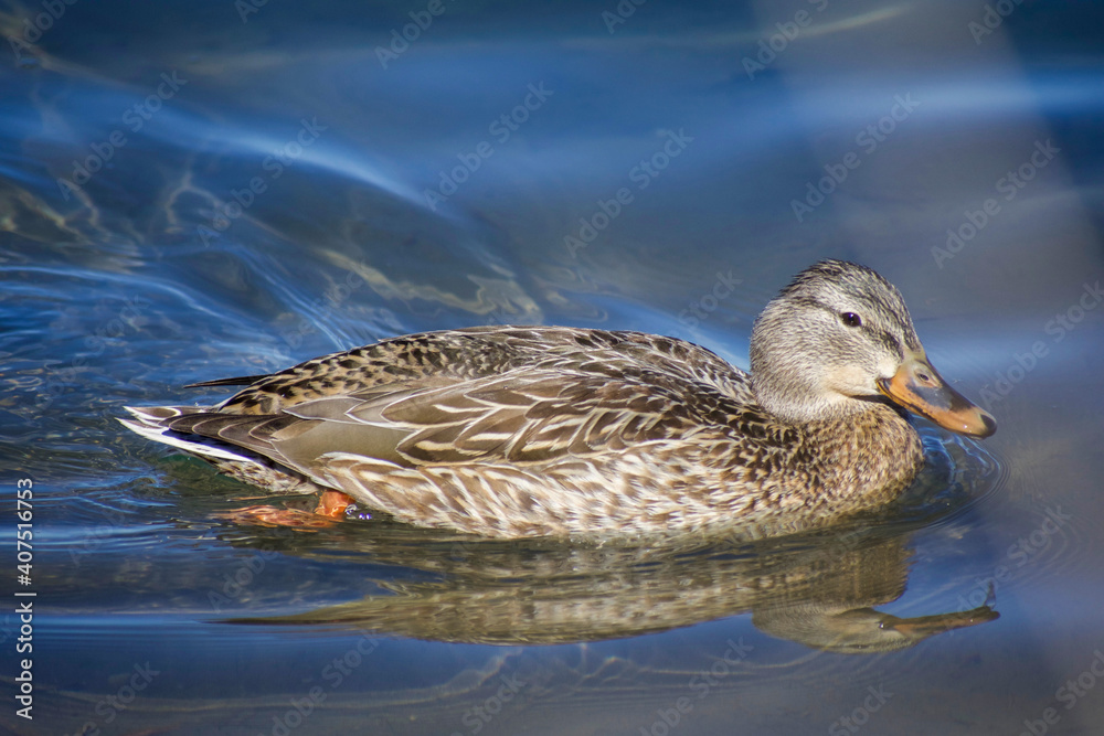 Female mallard swimming in calm Arizona lake Female mallard swimming in calm Arizona lake