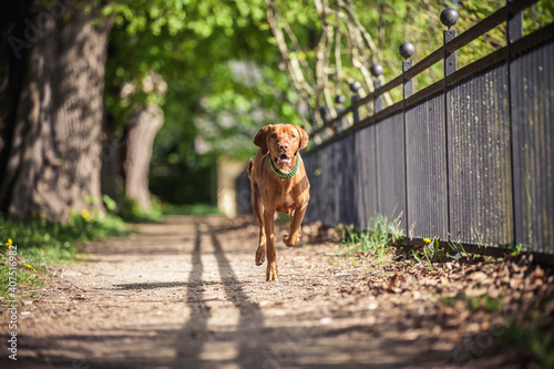 Magyar Vizsla beim spaziergen gehen im Park.