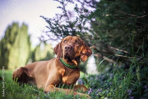 Magyar Vizsla beim spaziergen gehen im Park.