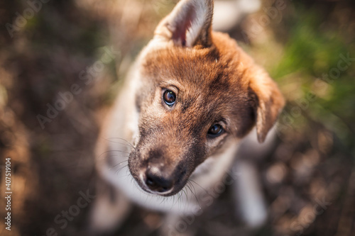 Shikoku Welpe beim spaziergen gehen.