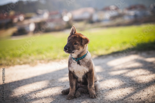 Shikoku Welpe beim spaziergen gehen.