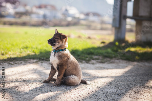 Shikoku Welpe beim spaziergen gehen.